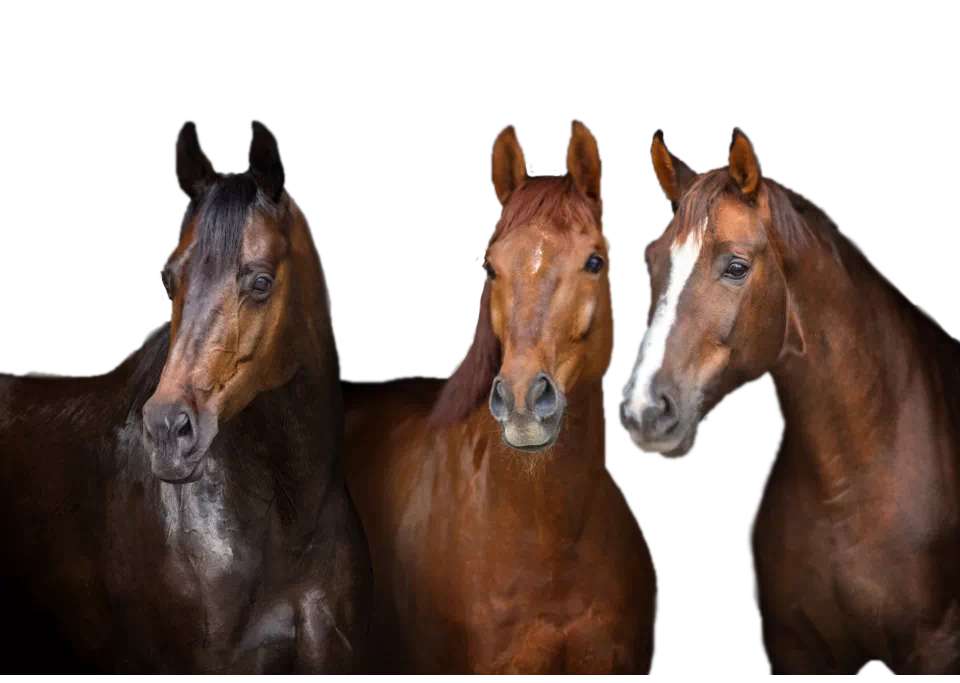 trzy brązowe konie
